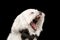 Closeup Portrait of Yawns White Maltese Dog with tie isolated