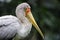 Closeup portrait of Yellow-billed Stork as Marabu bird in in the park birds in Kuala Lumpur, Malaysia