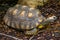 Closeup portrait of a yellow footed tortoise, brazilian giant turtle, vulnerable Reptile specie from the amazon basin of America