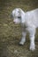 Closeup portrait of a young kid goat