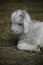 Closeup portrait of a young kid goat