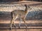 Closeup portrait of young Nyala antelope in Mlilwane Wildlife Sanctuary, Swaziland, Southern Africa