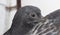 Closeup portrait of a young pigeon behind another`s back.