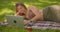 Closeup portrait of young pretty caucasian female laying on rug using laptop smiling cheerfully in park outdoors
