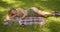 Closeup portrait of young pretty caucasian female laying on rug using laptop smiling happily in park outdoors