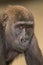 Closeup portrait of young western lowland gorilla