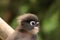 Closeup portrait of young wild dusky langur, dusky leaf monkey, spectacled langur, spectacled leaf monkey in Thailand