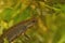 Closeup on a Portuguese Bosca's newt, Lissotriton boscai hiding among the green waterweeds