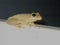 Closeup of a posing tree frog