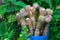 Closeup of potted cactuses in a field under the sunlight with a blurry background