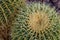 Closeup of potted golden barrel cacti in a garden in the daylight