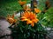 Closeup of a potted plant with yellow flowers on a house stoop