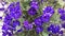 Closeup of potted purple petunias