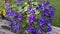 Closeup of potted purple petunias