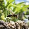 closeup potter wasp flying in garden