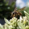 closeup potter wasp flying in garden