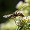 closeup potter wasp flying in garden