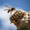 closeup potter wasp flying near nest