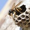 closeup potter wasp flying near nest