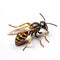 closeup potter wasp on white background