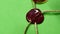 Closeup pouring red and golden wax on rope and green paper chroma key background