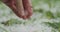 Closeup pov male hand holding hailstones after hailstorm