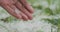 Closeup pov male hand holding hailstones after hailstorm