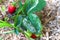 Closeup of powdery mildew on a strawberry leaf