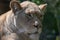 Closeup of a powerful lioness in a zoo during daylight