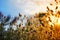 Closeup prairie grass in light of evening sun