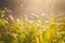 closeup prairie green grass in light of morning sun