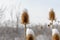 Closeup of prairie plants in winter