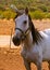 Closeup of precious white mare