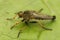 Closeup on a predator common awl robberfly Neoitamus cyanurus