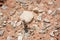 Closeup of a Predatory Tiger Beetle Showing its Long Legs Big Eyes and Shiny Brown Carapace