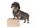 Closeup of a pregnant bi-colored longhaired  wire-haired Dachshund dog standing on a carton box isolated on a white background