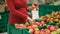 Closeup of Pregnant Chooses Apples at Supermarket