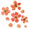 Closeup pressed and dry large pale red flowers and petal set of quince plant. Blossom of japonica chaenomles, isolated