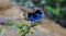 A closeup pretty Blue butterfly