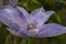 Closeup of a pretty Clematis flower, variety Tranquilite