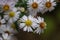 Closeup of pretty daisies in the garden