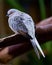 Closeup of a pretty Diamond dove perched on a tree branch outdoors