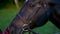 Closeup pretty girl holds horse by bridle near forest