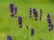 Closeup of pretty lavender flowers, variety Hidcote Blue