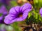 Closeup of a pretty purple Calibrachoa flower