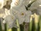 Closeup of pretty white Narcissus Paperwhite flowers