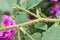 Closeup of the prickle of a rose flower