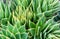 Closeup of prickly leaves at the tree top of araucaria araucana