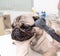 Closeup professional veterinary doctor examining pet dog eye with otoscope