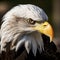 closeup profile bald head eagle